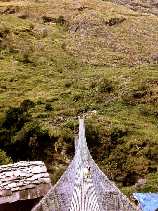 What do you do, when a goat tries to block your path on a long suspension bridge above a gorge ? :)