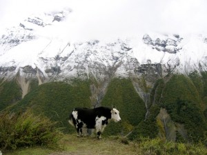 Yak in Manang, Annapurna region